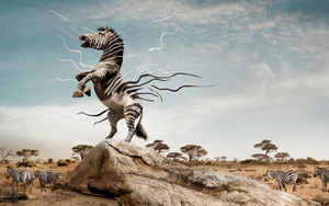 Wild Pony